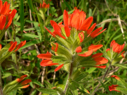 {Castilleja coccinea}